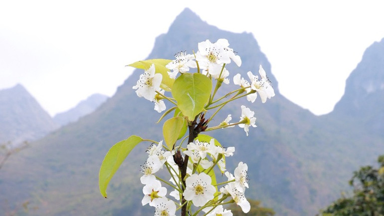 Hoa vẫn nở bên núi cao, vực thẳm.