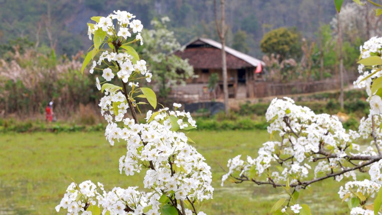 Hoa lê khoe vẻ đẹp tinh khôi.
