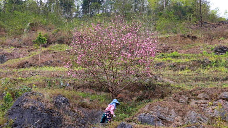 Cuộc sống người dân còn vất vả nhưng luôn vững niềm tin nhờ bộ đội biên phòng.