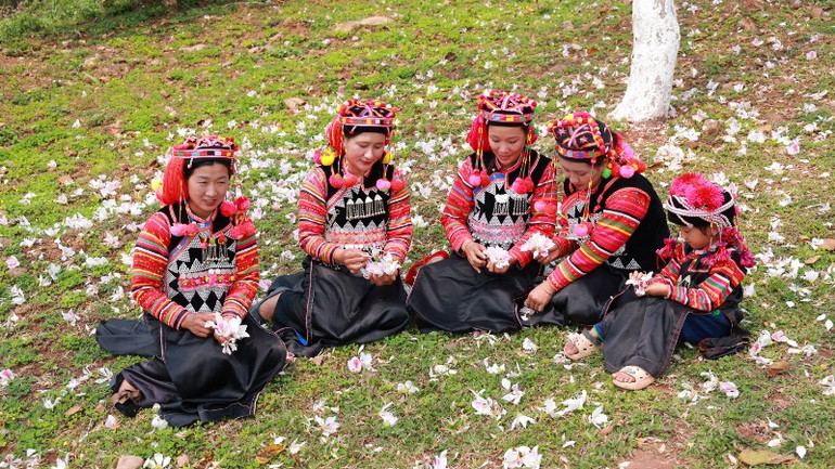 Đồng bào dân tộc Hà Nhì đắm say trong vẻ đẹp của hoa ban.