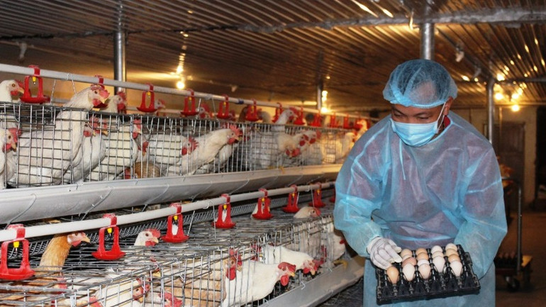 Mô hình nuôi gà Ai Cập siêu trứng của nông dân huyện Trực Ninh, tỉnh Nam Định. (Ảnh: XUÂN TRƯỜNG)