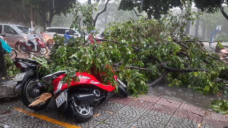 Cây xanh đổ đè xe gắn máy khu vực quận 3.