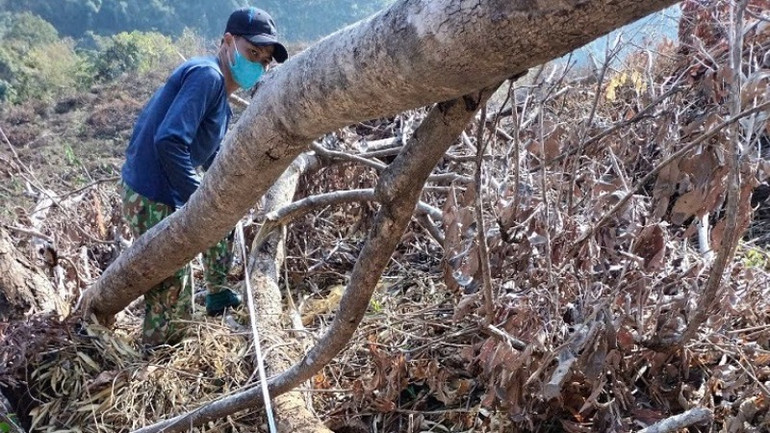 Lực lượng chức năng thống kê thiệt hại vụ phá rừng xảy ra tại khoảnh 3, tiểu khu 791 bản Phì Cao, xã Mường Nhà, huyện Điện Biên.