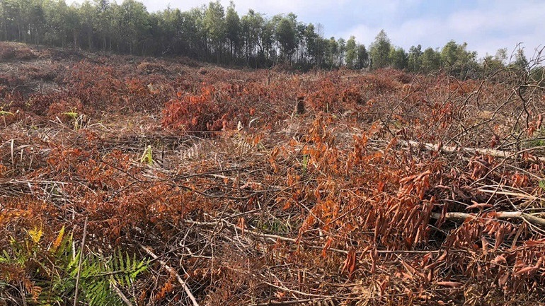 Vụ phá rừng phòng hộ tại khoảnh 31, tiểu khu 778, thuộc địa bàn bản Púng Bửa, xã Na Ư, huyện Điện Biên xảy ra cuối năm 2024 làm thiệt hại 10.520m2. Vậy nhưng đến nay lực lượng chức năng, chính quyền địa phương vẫn chưa tìm được đối tượng phá rừng để xử lý theo quy định pháp luật.