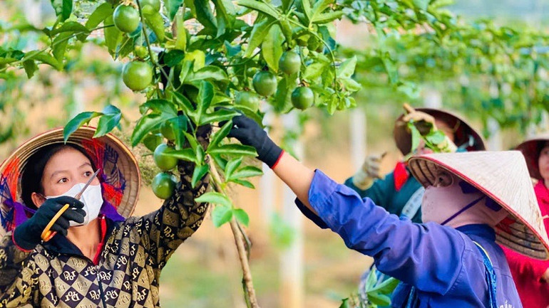 Với mô hình trồng chanh leo liên kết, đã giúp cho hàng chục gia đình ở xã Si Pa Phìn, huyện Nậm Pồ thoát nghèo vươn lên... (Ảnh: THÀNH ĐẠT)