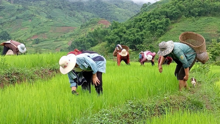 Sử dụng hiệu quả các công trình cấp nước sinh hoạt tập trung, nông dân là đồng bào dân tộc thiểu số ở xã Chà Nưa, huyện Nậm Pồ còn giữ được nguồn nước để sản xuất lúa ruộng, trồng cây màu.