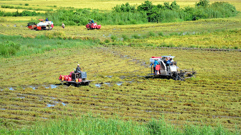 Thu hoạch lúa ở xã Khánh Bình, huyện Trần Văn Thời, tỉnh Cà Mau. (Ảnh HỮU TÙNG)