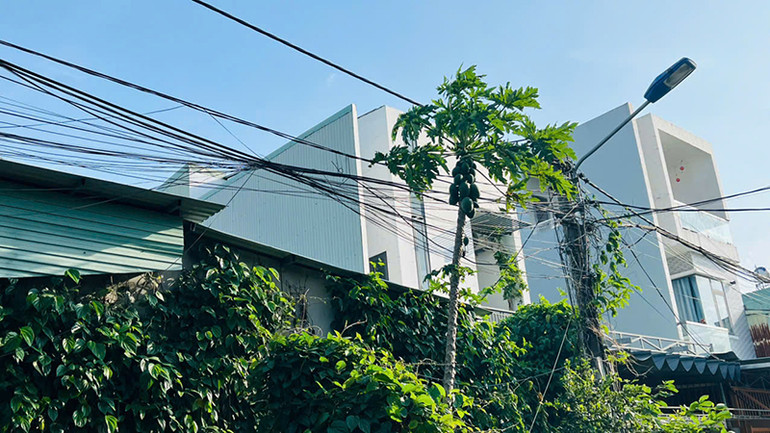 Cây xanh quấn chằng chịt vào đường dây điện.