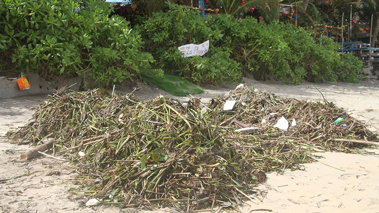 Hàng tấn rác, bèo tại bãi biển An Bàng, phường Cẩm An, TP Hội An.