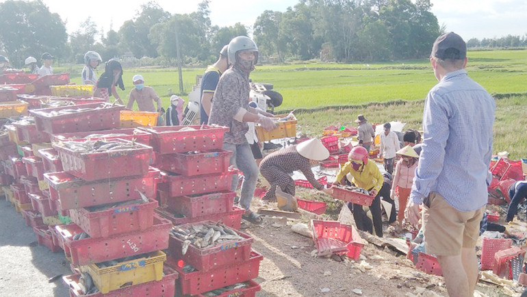 Người dân Quảng Trị giúp tài xế ô-tô gom cá để tránh thất thoát. Người dân Quảng Trị giúp tài xế ô-tô gom cá để tránh thất thoát.