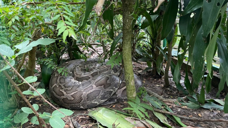 Trăn đất được bàn giao về Trung tâm cứu hộ sau vụ mua bán trái phép. (Ảnh: MINH TÂM)