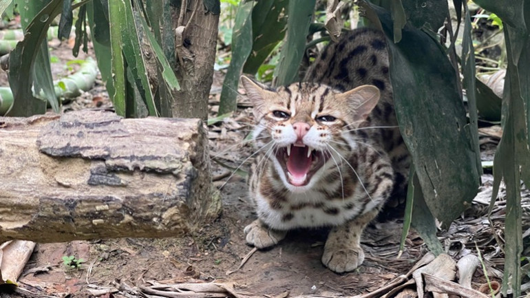 Cá thể mèo rừng được người dân bàn giao cho Trung tâm cứu hộ, bảo tồn và phát triển sinh vật. (Ảnh: MINH TÂM)