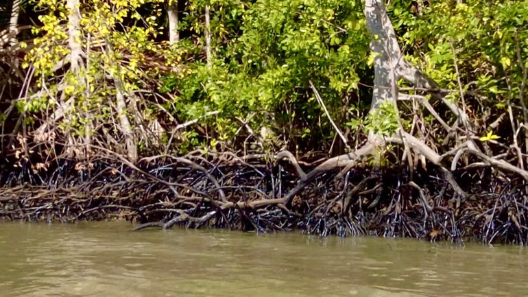 Vết dầu lan bám vào rễ cây đước, cây mắm rừng ngập mặn Cần Giờ.