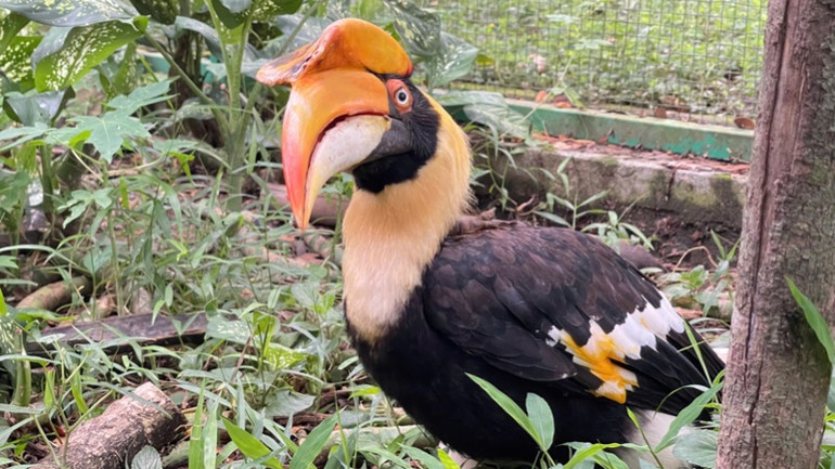 Cá thể chim hồng hoàng được chăm sóc tại Trung tâm cứu hộ, bảo tồn và phát triển sinh vật, Vườn quốc gia Cát Tiên. (Ảnh: MINH TÂM)
