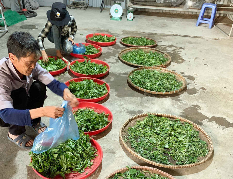 Chế biến chè tại Hợp tác xã Biên Cương. Chế biến chè tại Hợp tác xã Biên Cương.