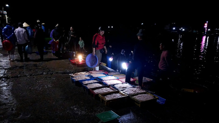 Những ngày gần đây, ngư dân Cửa Lò đánh bắt được nhiều ruốc biển.