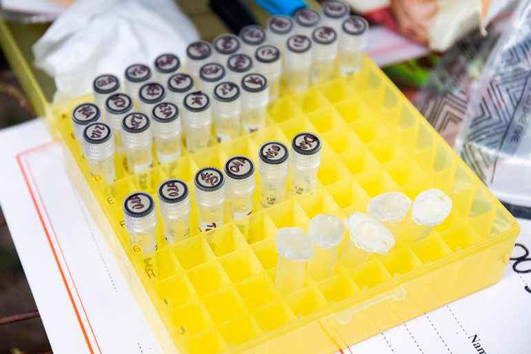 Mẫu gene hổ được lấy ở Bình Dương.