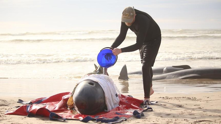 Chiều 21/9, Bộ Tài nguyên và môi trường bang Tasmania cho biết, khoảng một nửa số cá voi mắc cạn còn sống. Ảnh: ABC News.