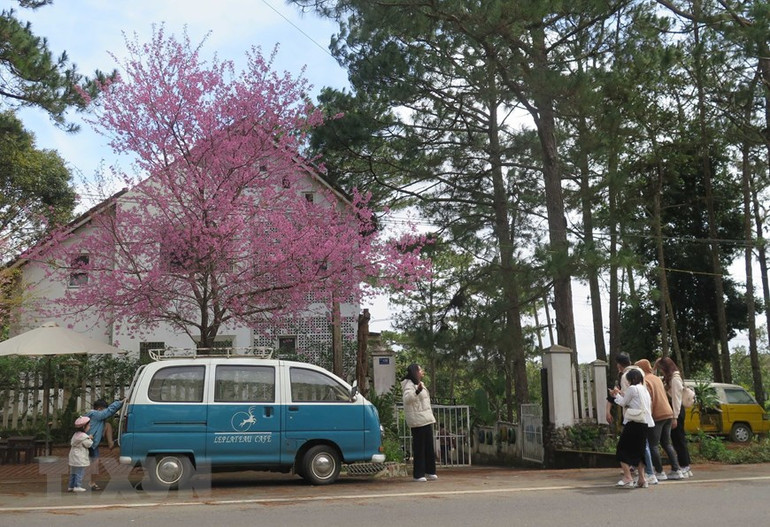 Du khách thích thú với mai anh đào Du khách thích thú với mai anh đào