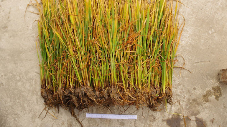 Lúa bị phun thuốc diệt cỏ có hiện tượng bị vàng lá và chết dần.