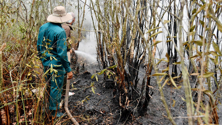 Trước đó, ở huyện Giang Thành cũng xảy ra cháy rừng tràm, lực lượng chức năng đã dập tắt đám cháy, thiệt hại gần 2 héc-ta.