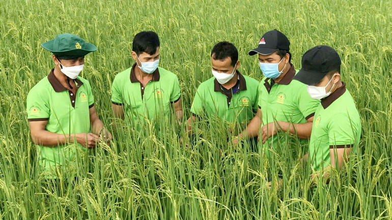 Ông Danh Na (bên trái) cùng thành viên Hợp tác xã nông nghiệp Bào Láng trao đổi kinh nghiệm canh tác lúa chất lượng cao.