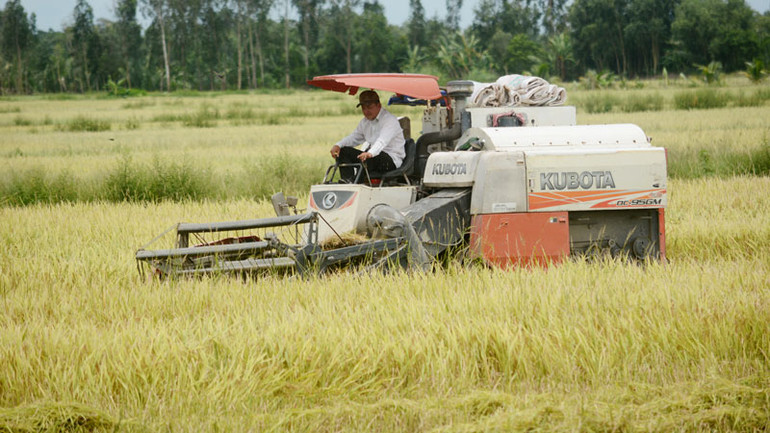Nông dân Kiên Giang thu hoạch lúa.