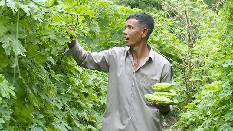 Ông Danh Kha thu hoạch khổ qua.