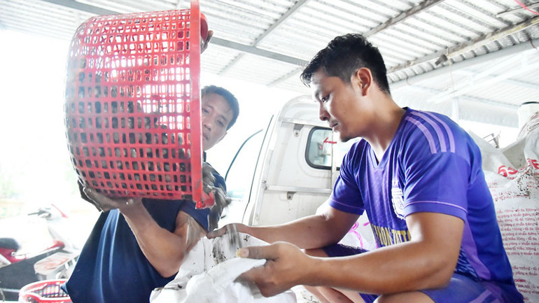 Thu hoạch sò huyết ở ven biển huyện An Biên.