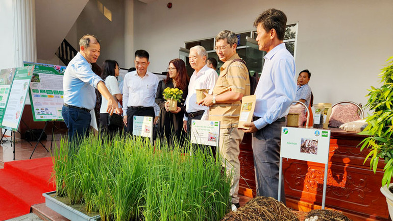 Đại biểu tham quan mô hình trồng lúa sạ hàng kết hợp vùi phân rơm.