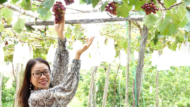Du khách tham quan vườn nho ở xã Cửa Dương, thành phố Phú Quốc.