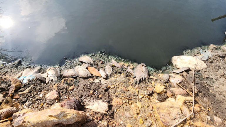 Cá ở kênh Đồn Tả chết hàng loạt.