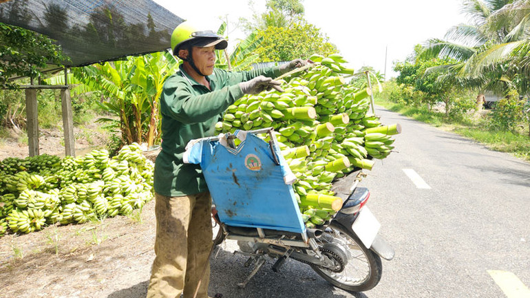 Người dân vận chuyển chuối bằng xe máy ra các địa điểm tập kết.