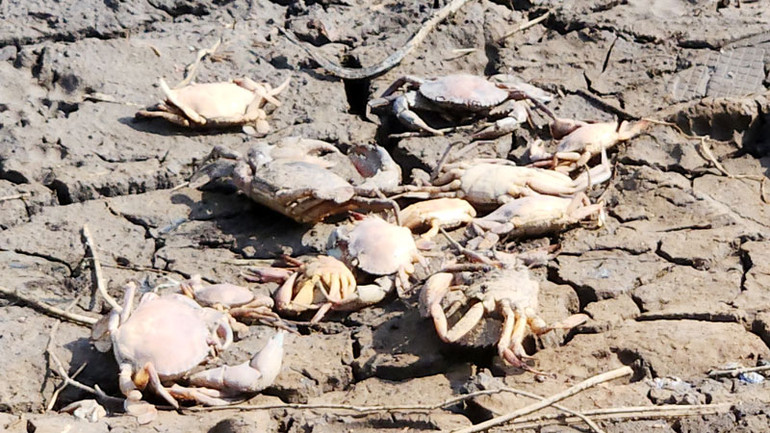 Dòng kênh Đồn Tả và kênh Bà Lý bị ô nhiễm môi trường, gây chết hàng loạt tôm, cua của các hộ nuôi quảng canh gần đó.