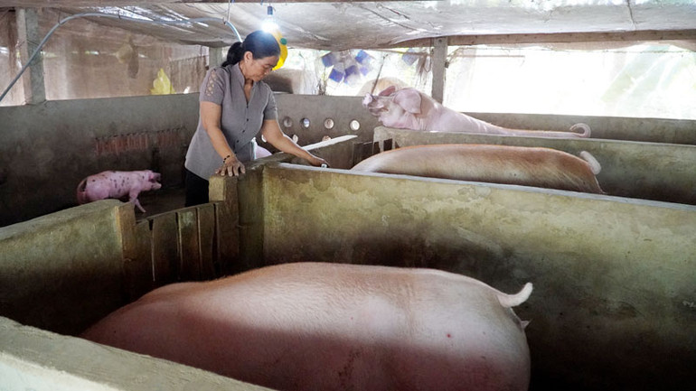 Bà Lái Thị Tật chăm sóc đàn lợn.