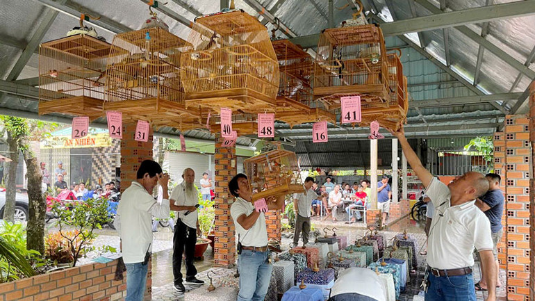 Hội thi chim hót.