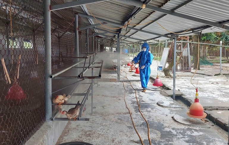 Vệ sinh, phun khử trùng chuồng trại, phòng chống dịch bệnh ở huyện Phúc Thọ, Hà Nội.