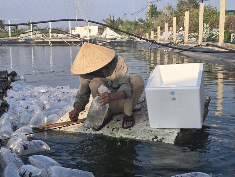 Người dân thành phố Hải Phòng thả tôm giống cho vụ nuôi trồng mới.