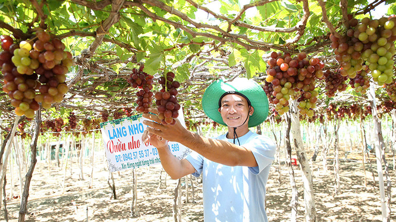 Nghề trồng nho ở Ninh Thuận.