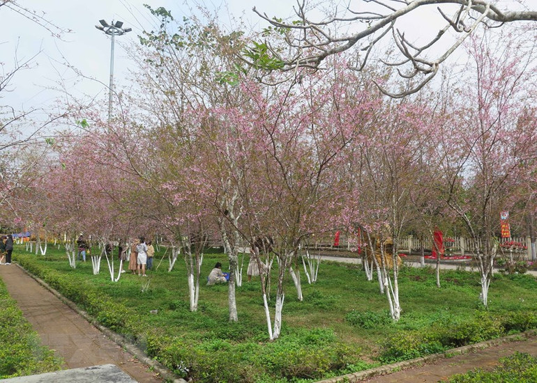 Vườn mai anh đào tại Quảng trường thị trấn Măng Đen Vườn mai anh đào tại Quảng trường thị trấn Măng Đen