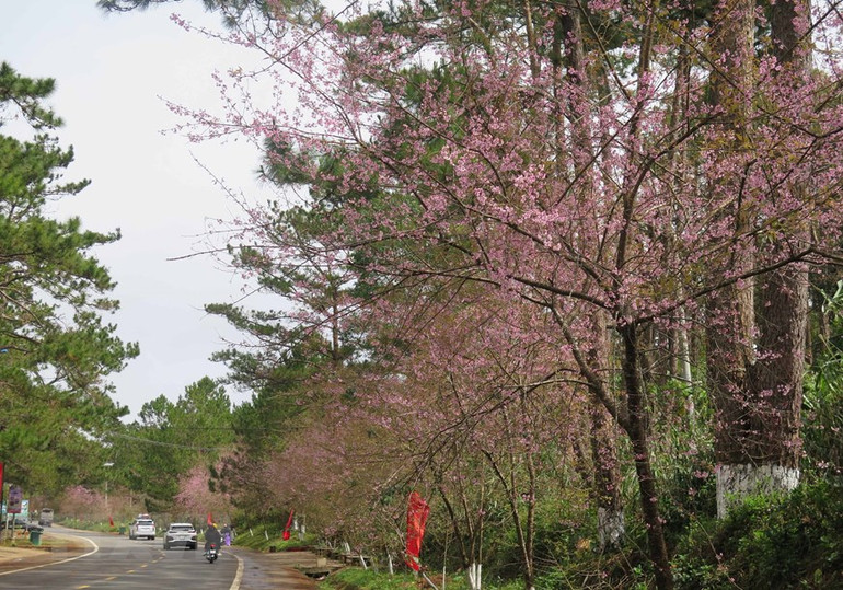 Ngắm nhìn hoa mai anh đào khoe sắc đúng dịp Tết ở Kon Tum ảnh 1 Ngắm nhìn hoa mai anh đào khoe sắc đúng dịp Tết ở Kon Tum ảnh 1