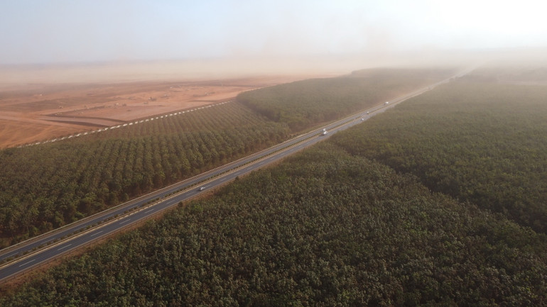 Các lô cao su gần khu vực công trường sân bay Long Thành bị bụi đất đỏ phủ kín.
