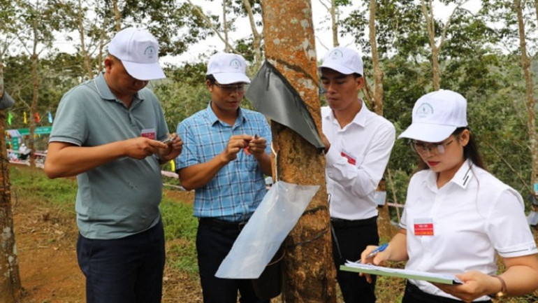 Cán bộ kỹ thuật Công ty cổ phần cao-su Điện Biên kiểm tra, đánh giá kỹ thuật cạo mủ của công nhân trên vườn cây Hua Thanh.