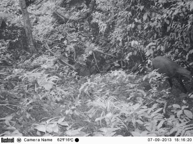 Bức ảnh chụp gần đây nhất của sao la là vào năm 2013 tại miền Trung Việt Nam do một máy bẫy ảnh của WWF ghi lại.