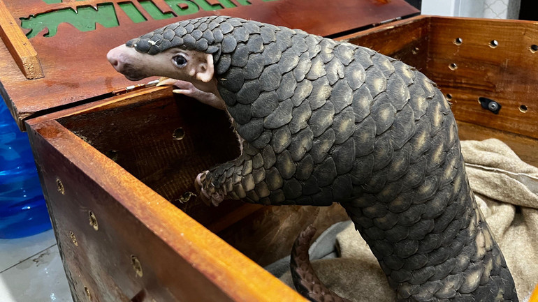 Đây là cá thể tê tê vàng đực, nặng khoảng 6kg, trong trạng thái căng thẳng, chưa phát hiện vết thương nghiêm trọng.