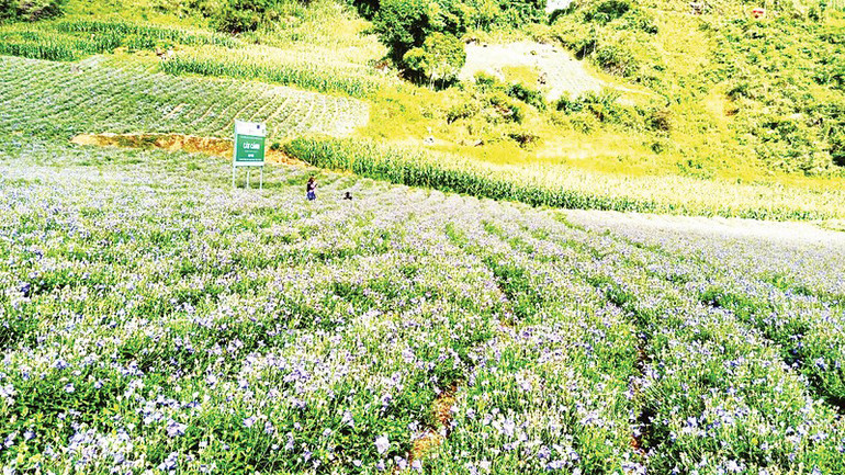 Ðồng bào H'Mông ở xã Tả Van Chư, huyện Bắc Hà, tỉnh Lào Cai, trồng cây dược liệu cát cánh để giảm nghèo bền vững. (Ảnh: TL)