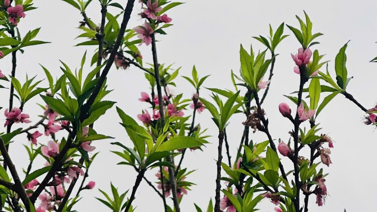 Hoa đào rực hồng nơi biên ải. Hoa đào rực hồng nơi biên ải.