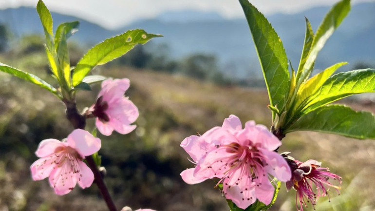 Hoa đào bừng nở đầy sức sống. Hoa đào bừng nở đầy sức sống.