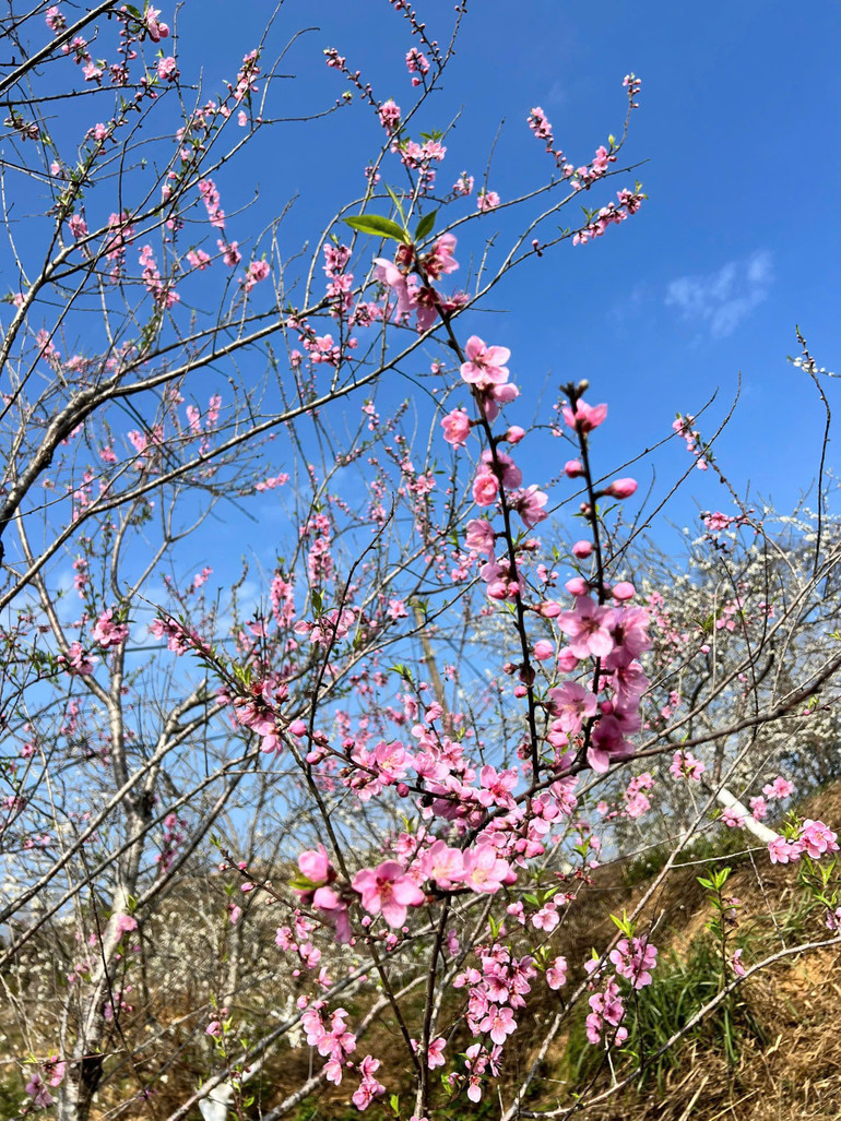 Sắc hồng rực của hoa đào trong giá lạnh. Sắc hồng rực của hoa đào trong giá lạnh.