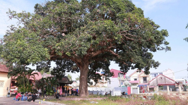 Vẻ đẹp đất nước, con người Việt Nam được chú trọng khắc họa.